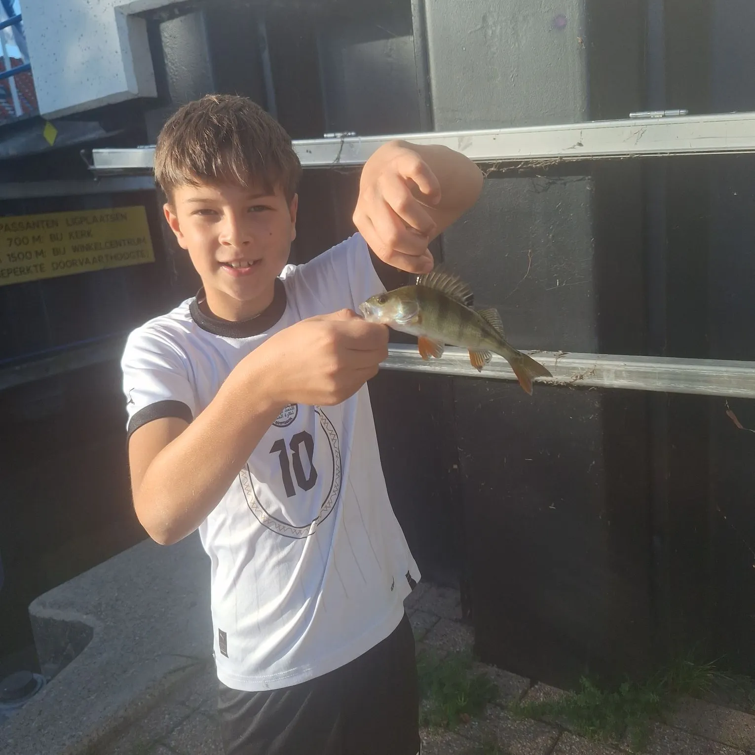 European perch caught on Fishbrain