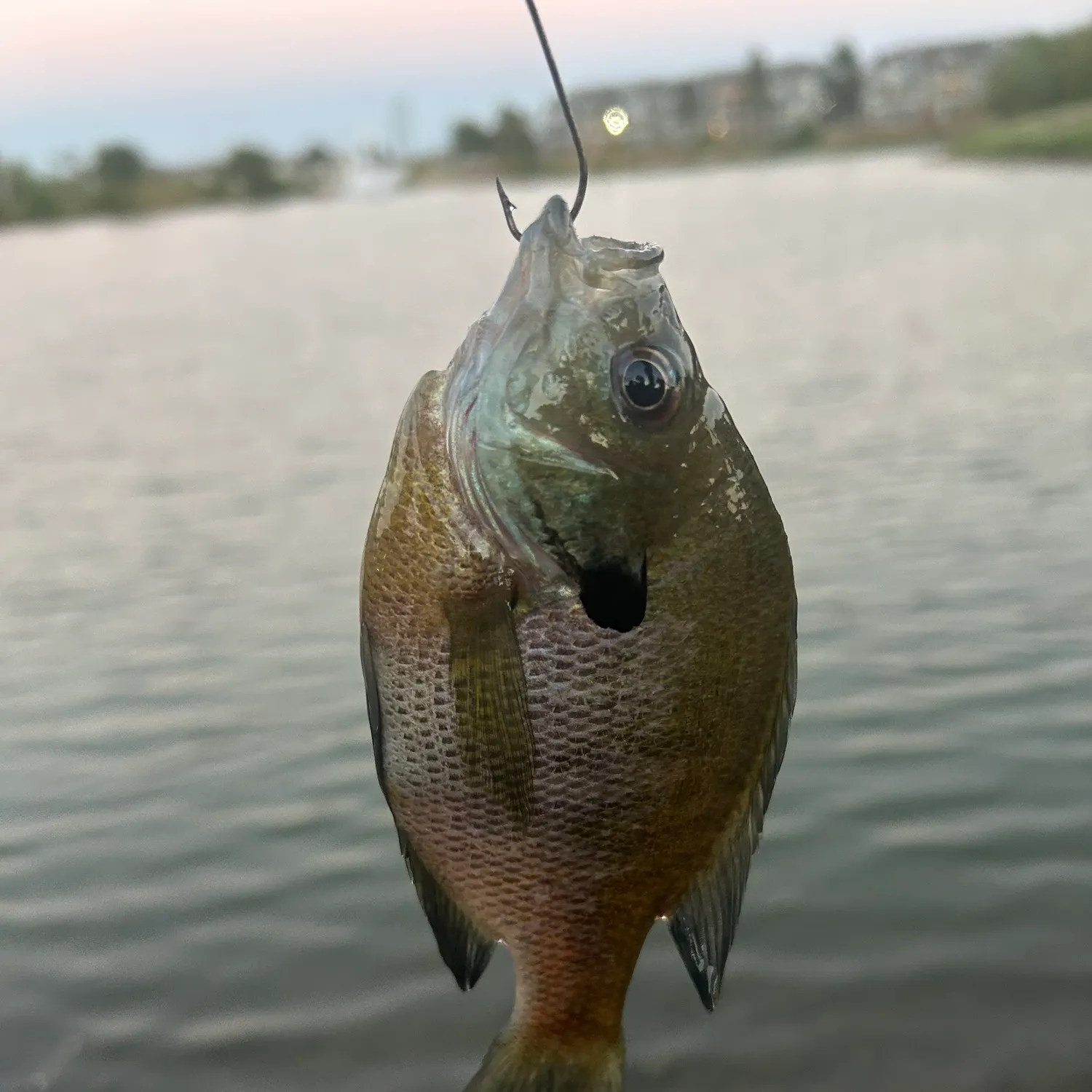 Bluegill caught on Fishbrain