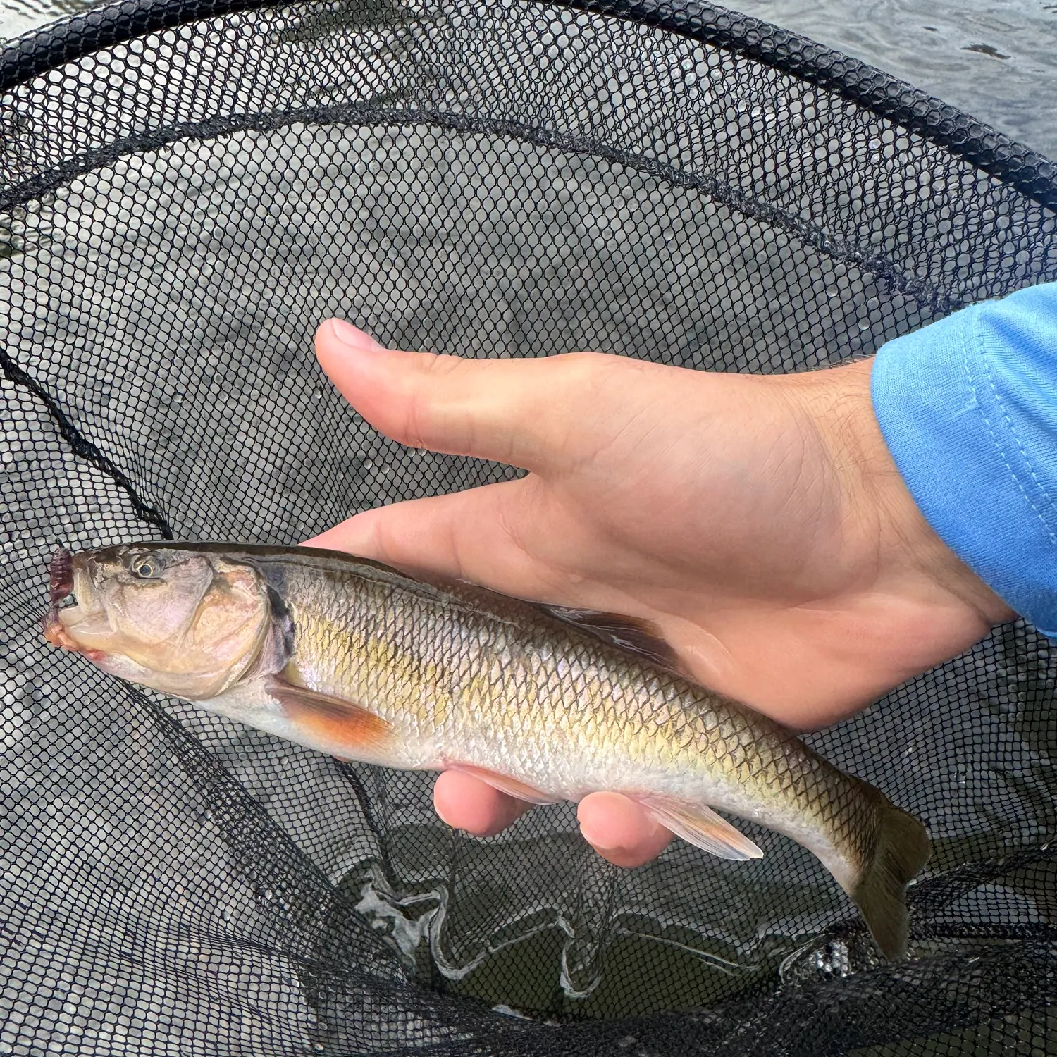 Creek chub caught on Fishbrain