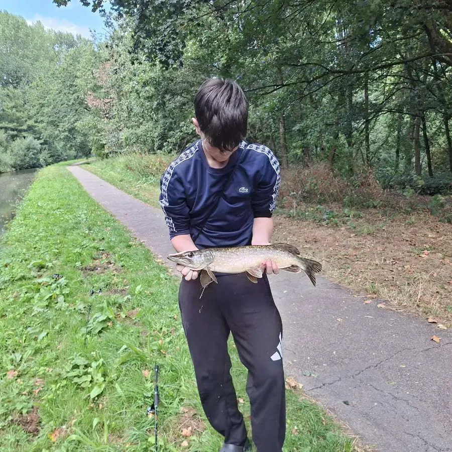 Northern pike caught on Fishbrain