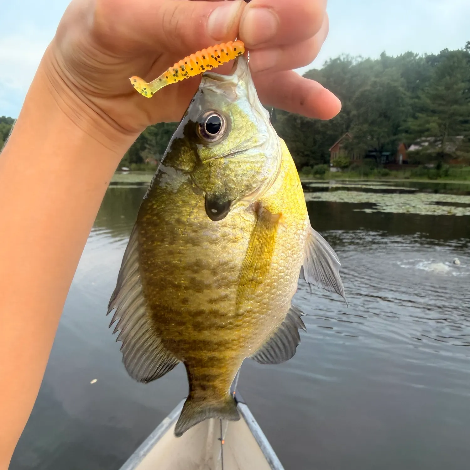 Bluegill caught on Fishbrain