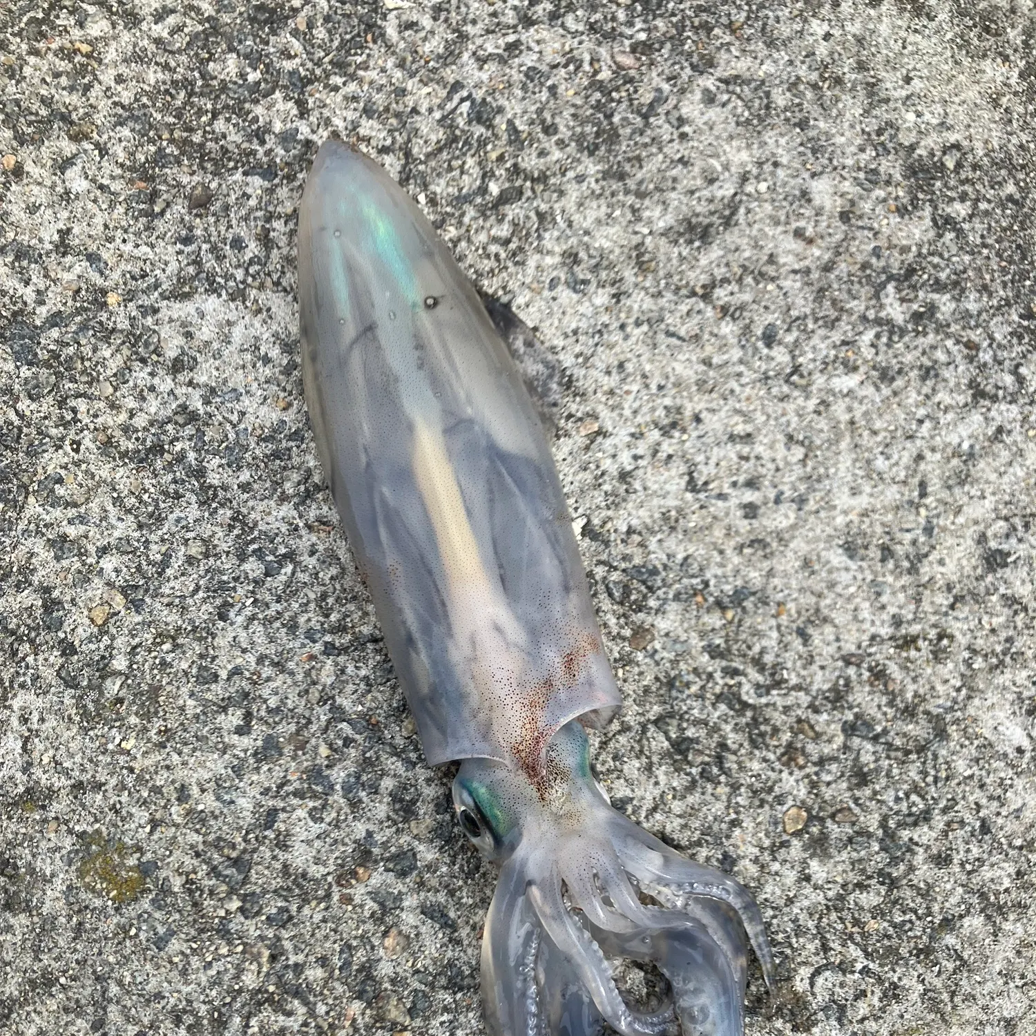 The most recent European flying squid catches on Fishbrain