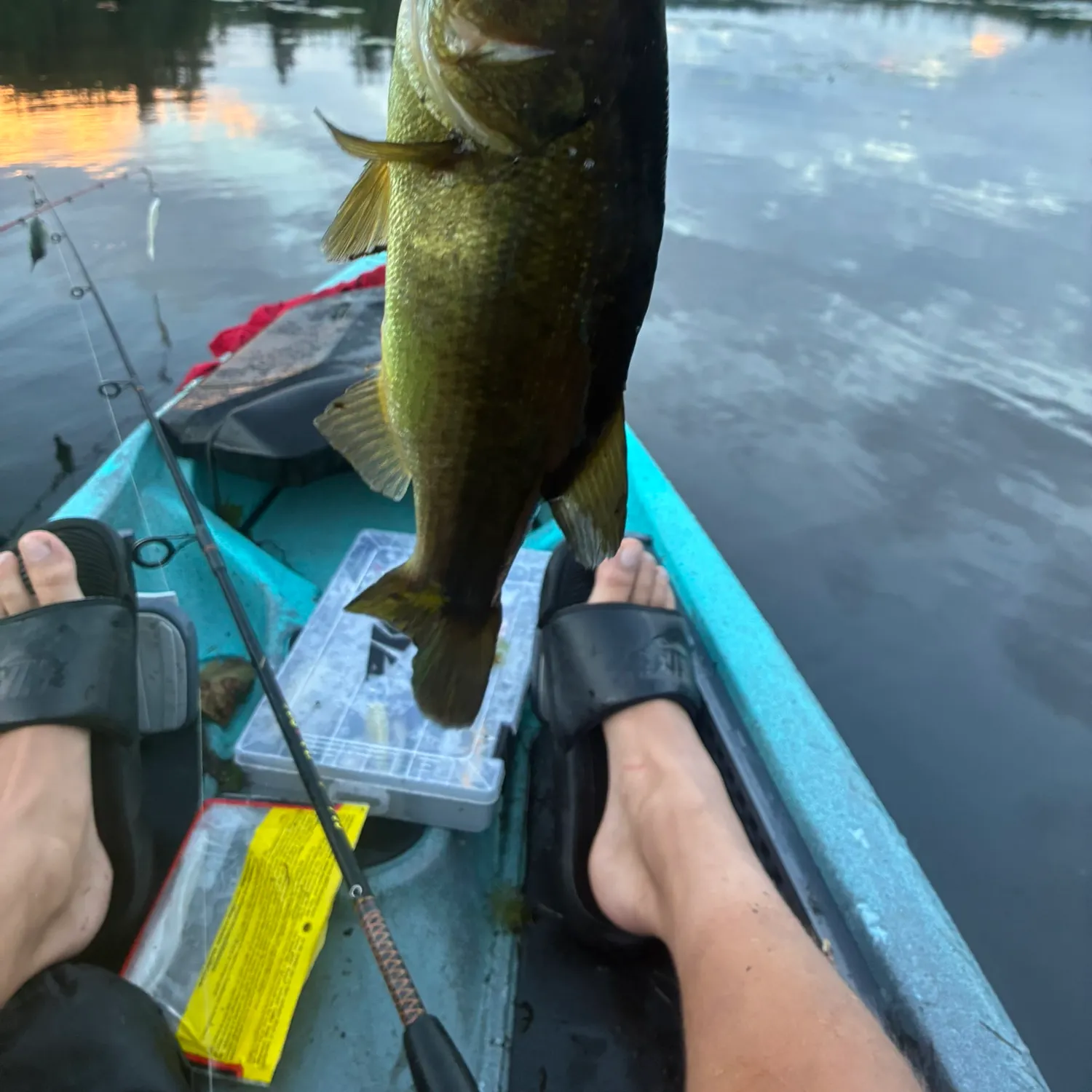 Largemouth bass caught on Fishbrain