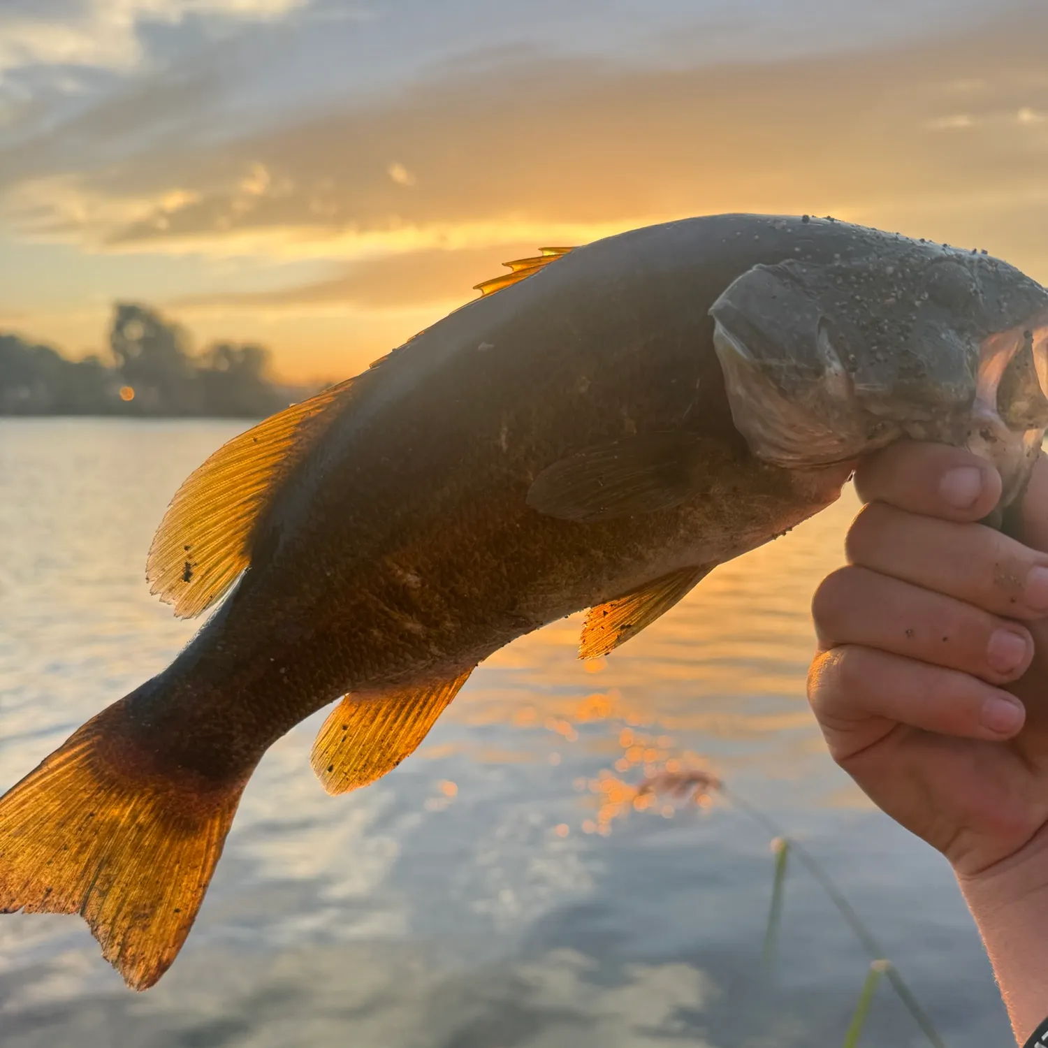 Smallmouth bass caught on Fishbrain