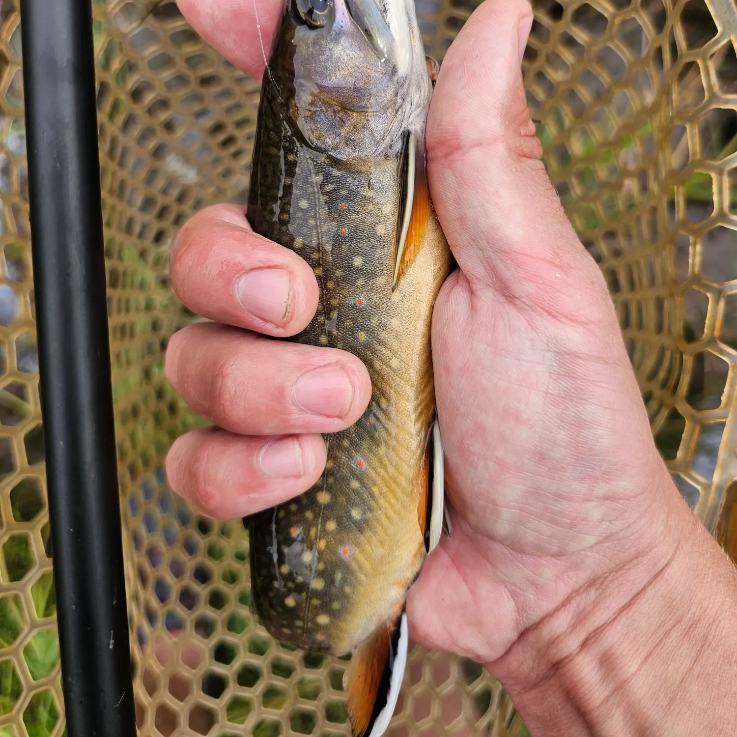 Brook trout caught on Fishbrain