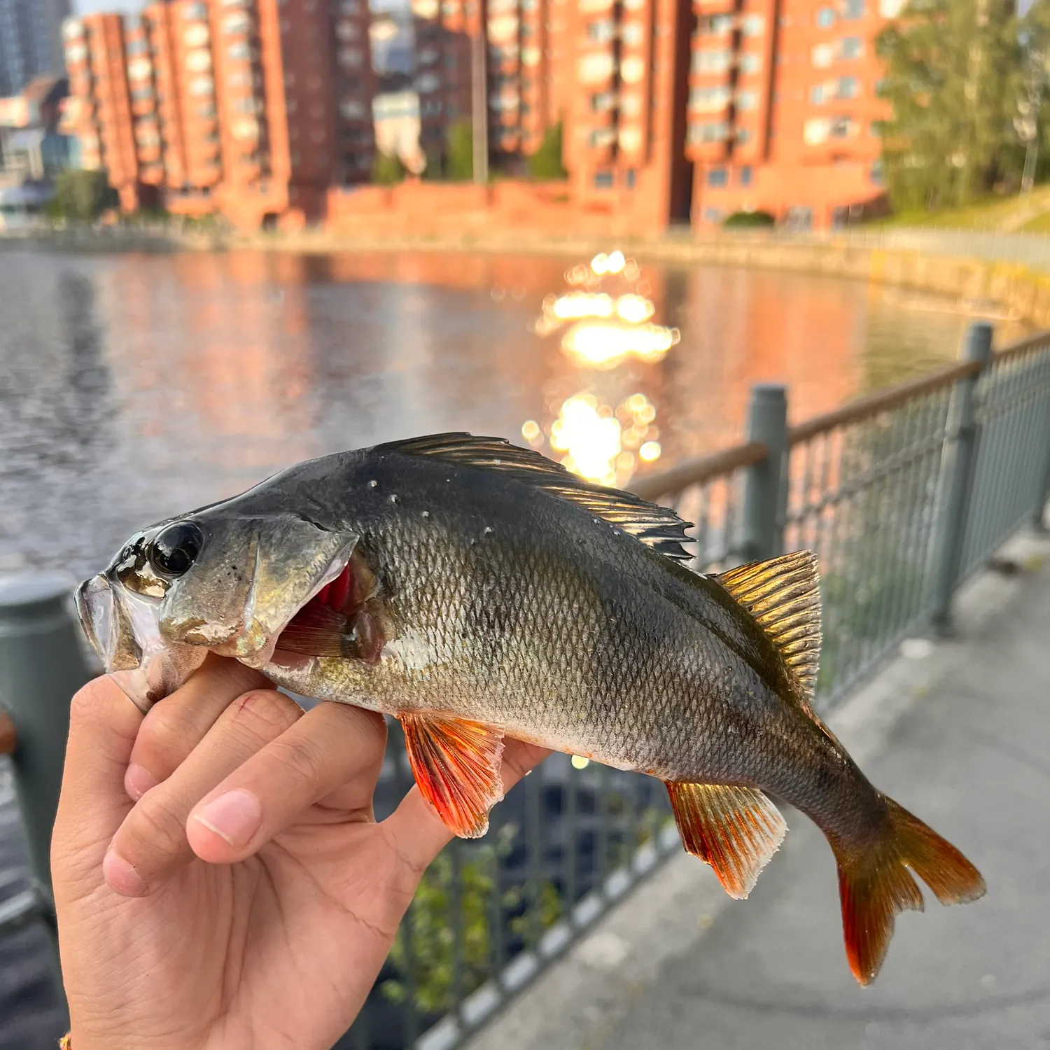 catch