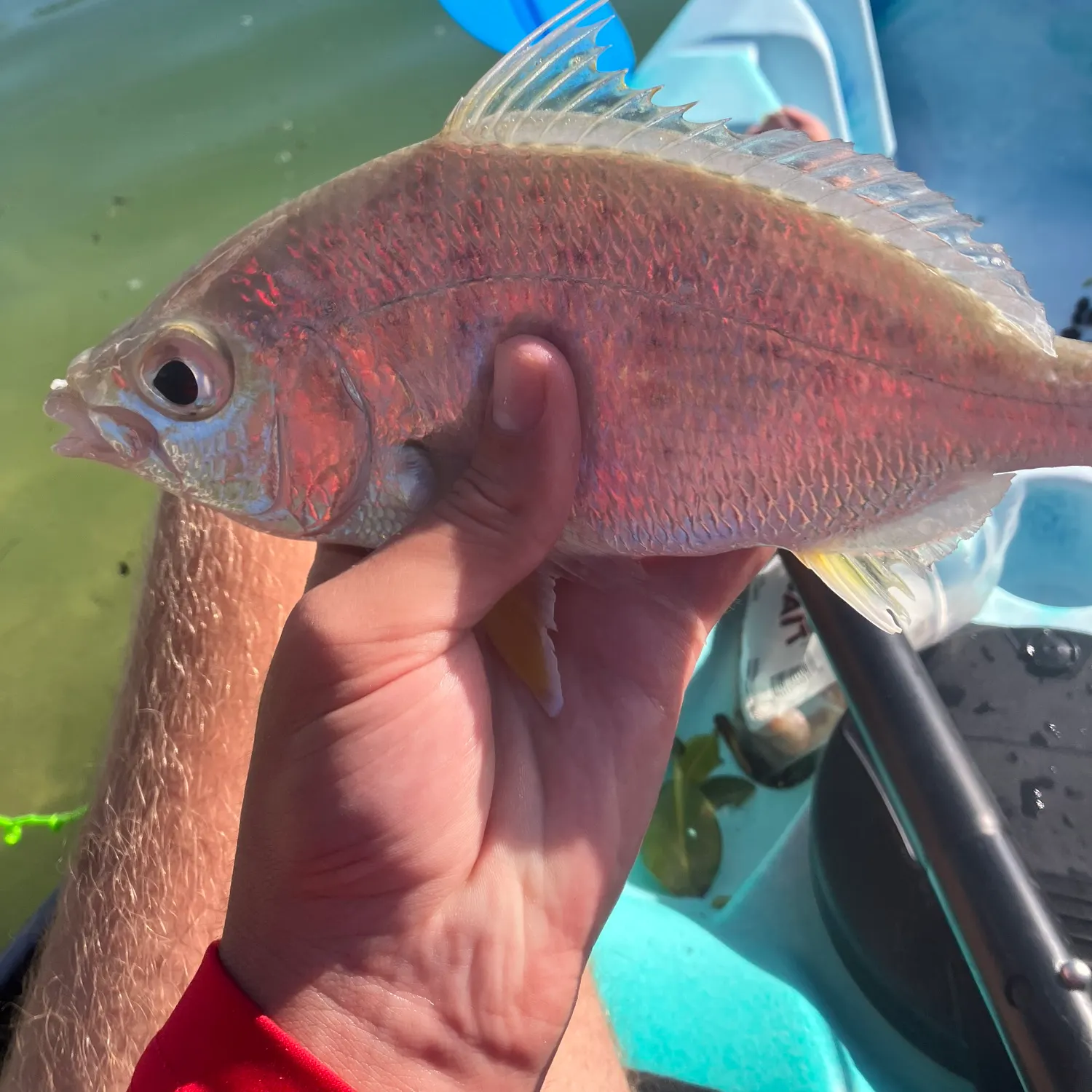 The most recent Yellowfin mojarra catches on Fishbrain