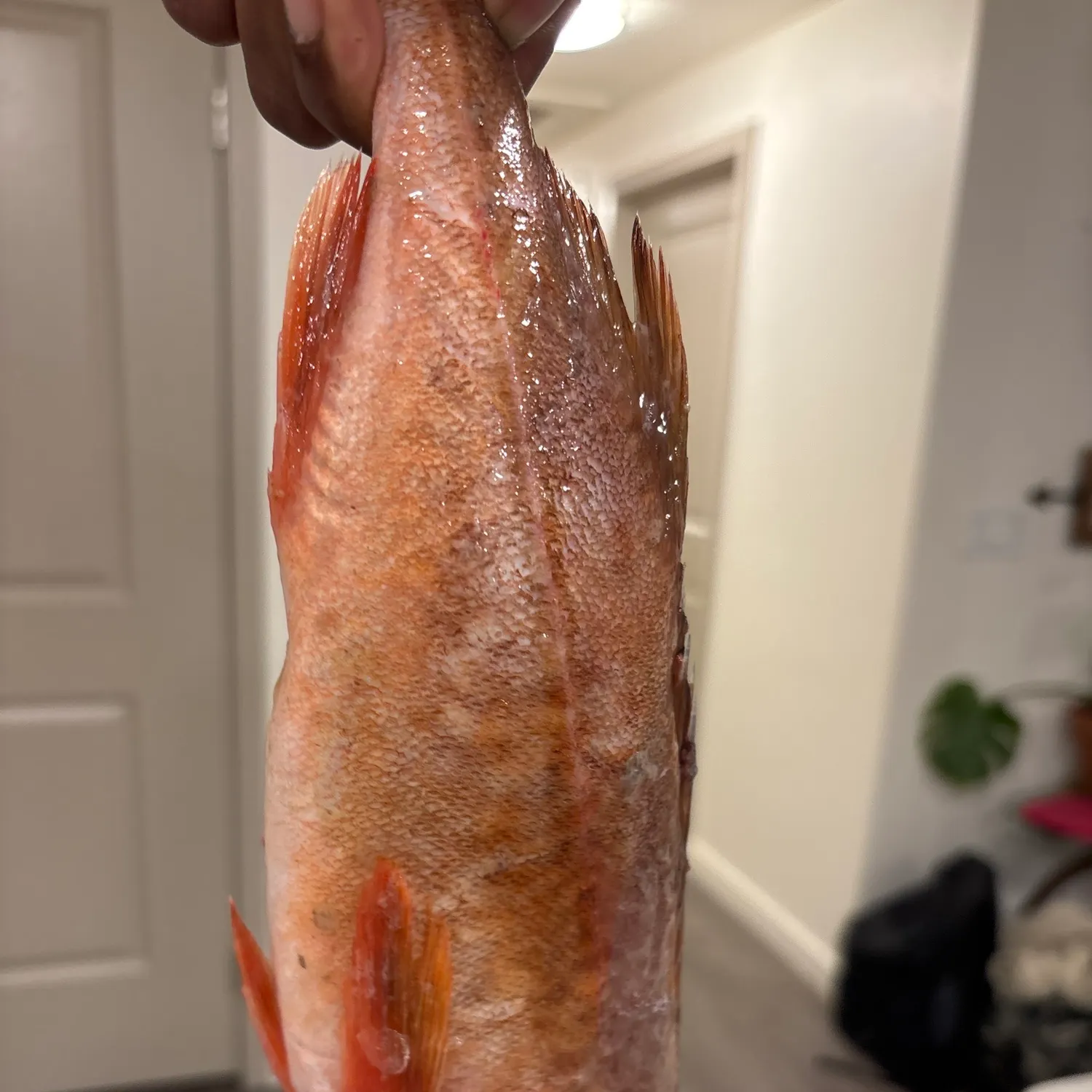 The most recent Redstripe rockfish catches on Fishbrain