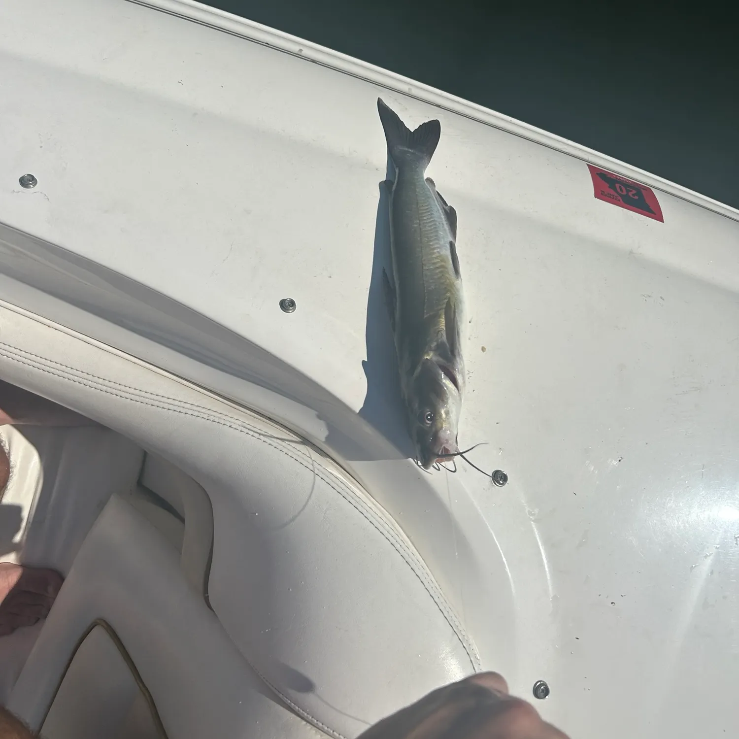 Channel catfish caught on Fishbrain