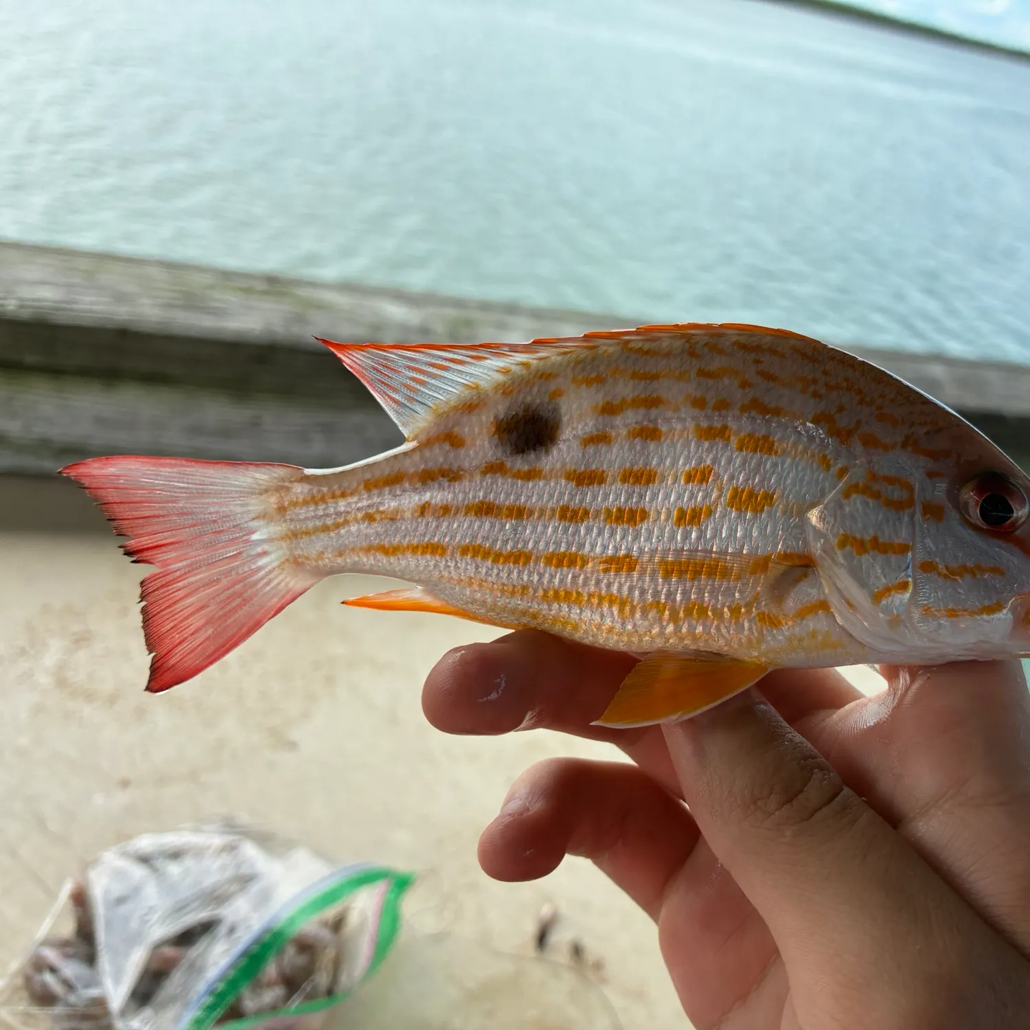 Lane snapper caught on Fishbrain