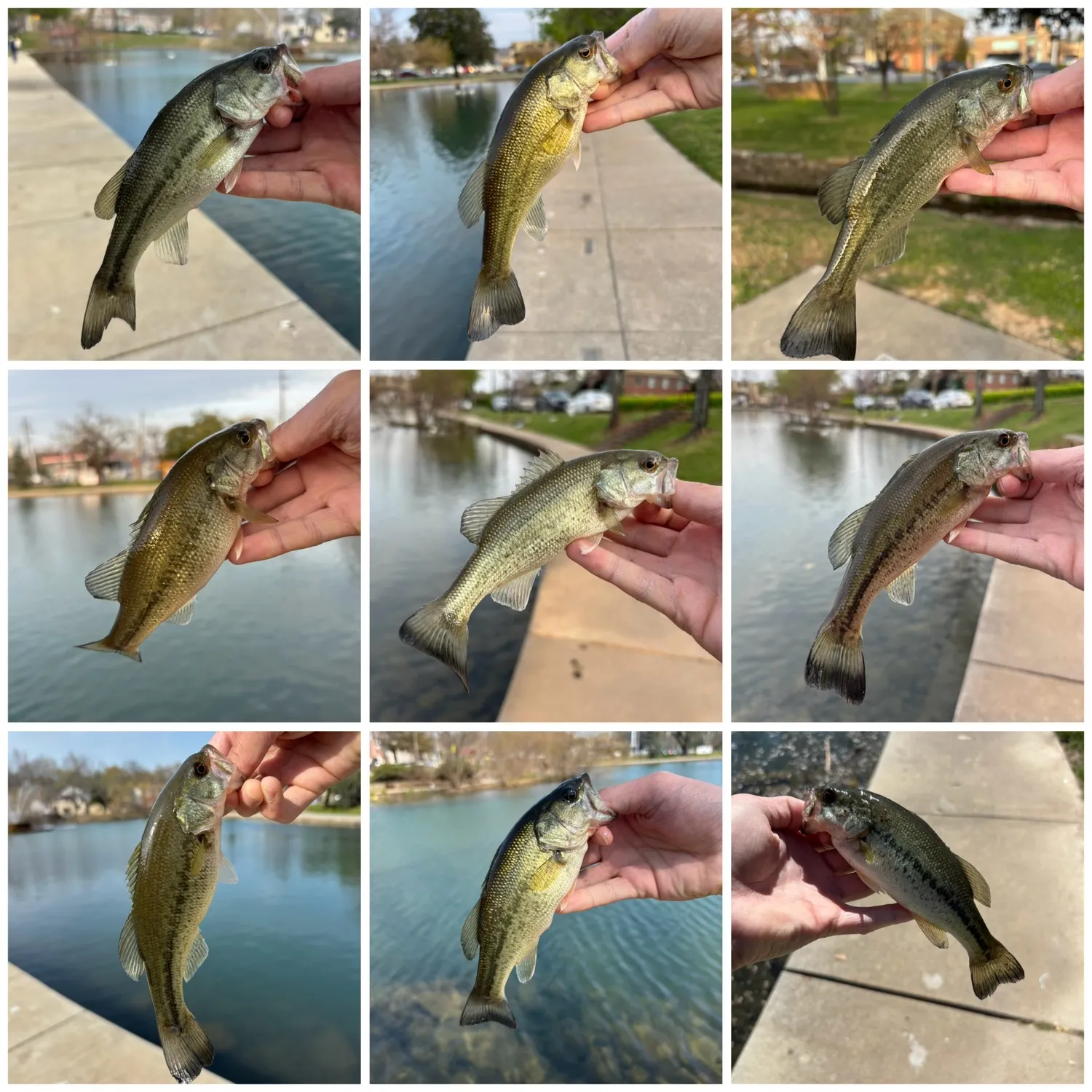 recently logged catches