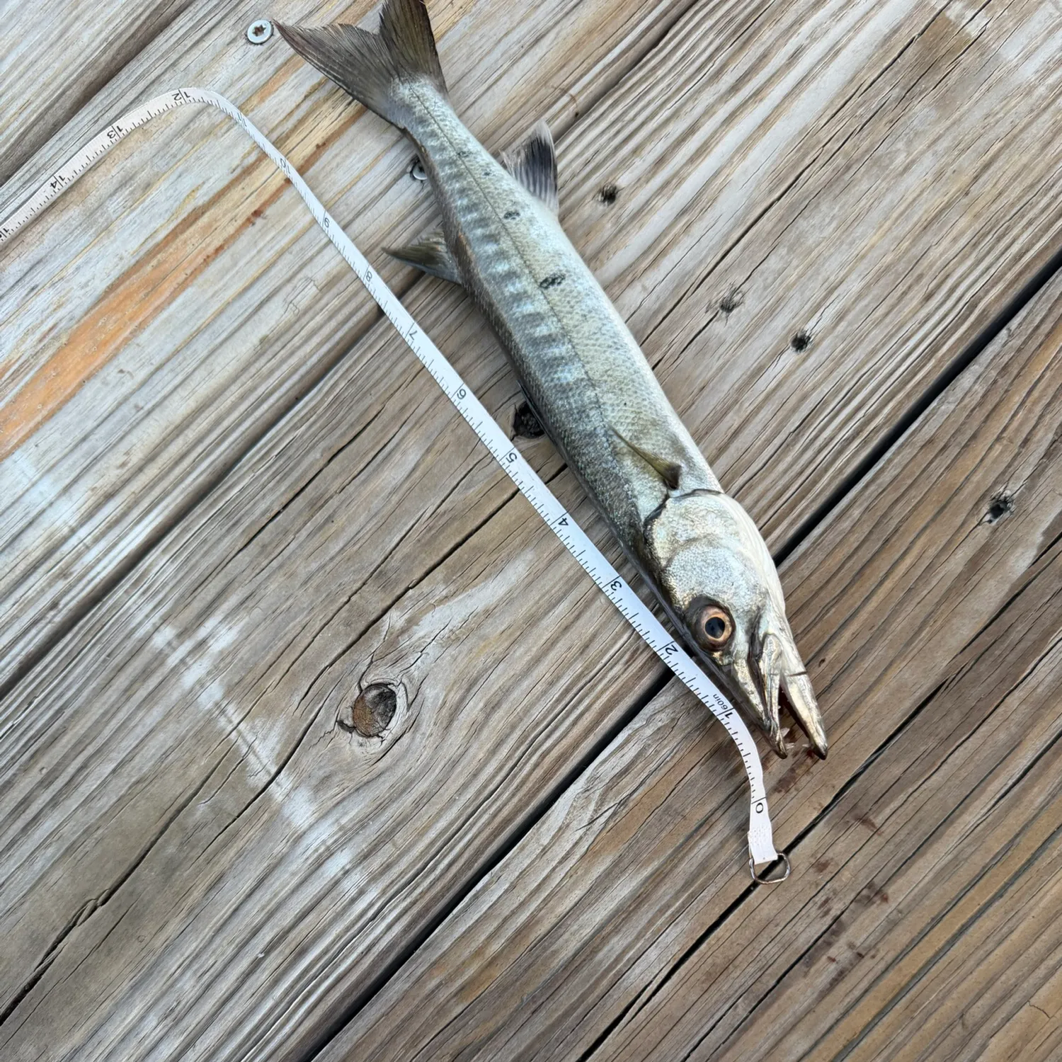 Great barracuda caught on Fishbrain