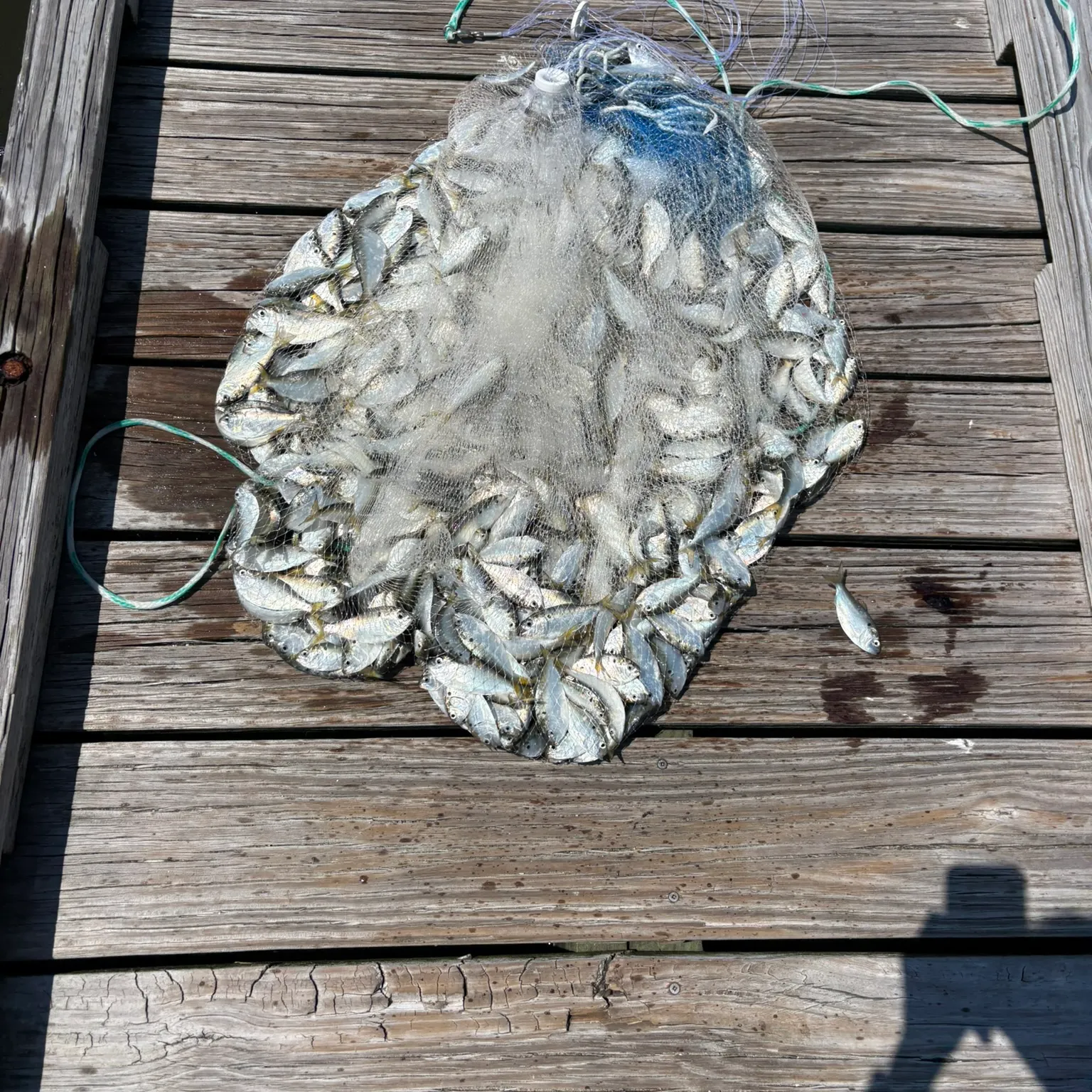 The most recent Finescale menhaden catches on Fishbrain