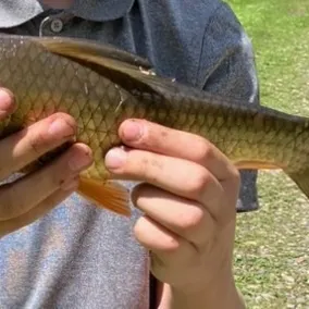 The most recent Sonora sucker catches on Fishbrain