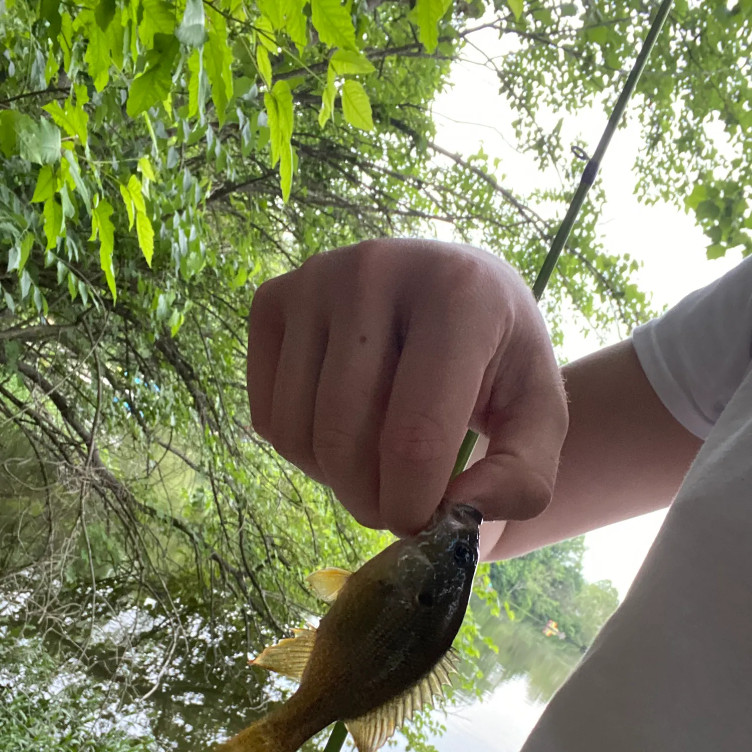 The most recent Green sunfish catches on Fishbrain