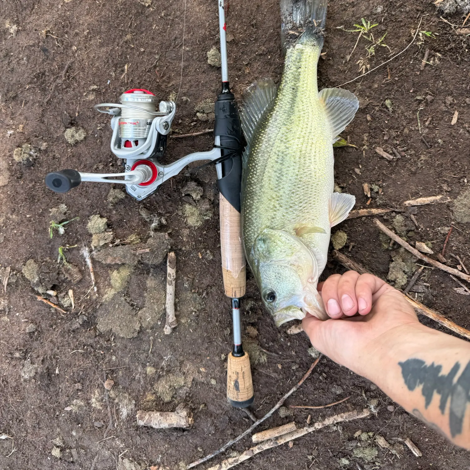 Largemouth bass caught on Fishbrain