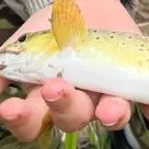 Brown trout caught on Fishbrain
