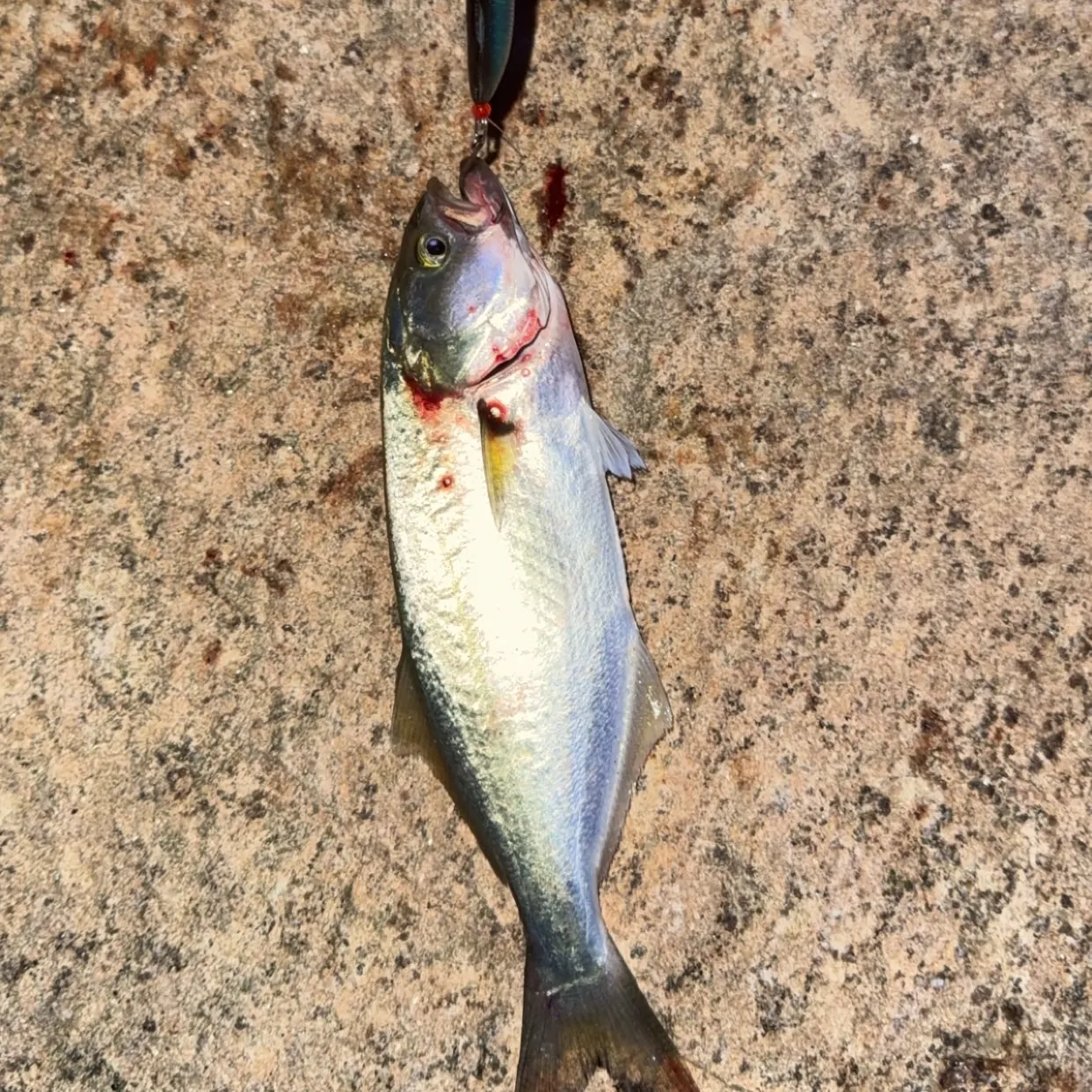 Bluefish caught on Fishbrain