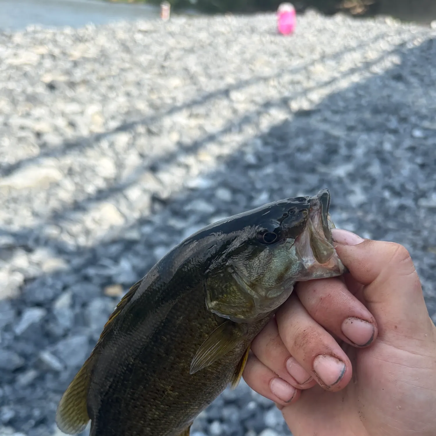 Smallmouth bass caught on Fishbrain