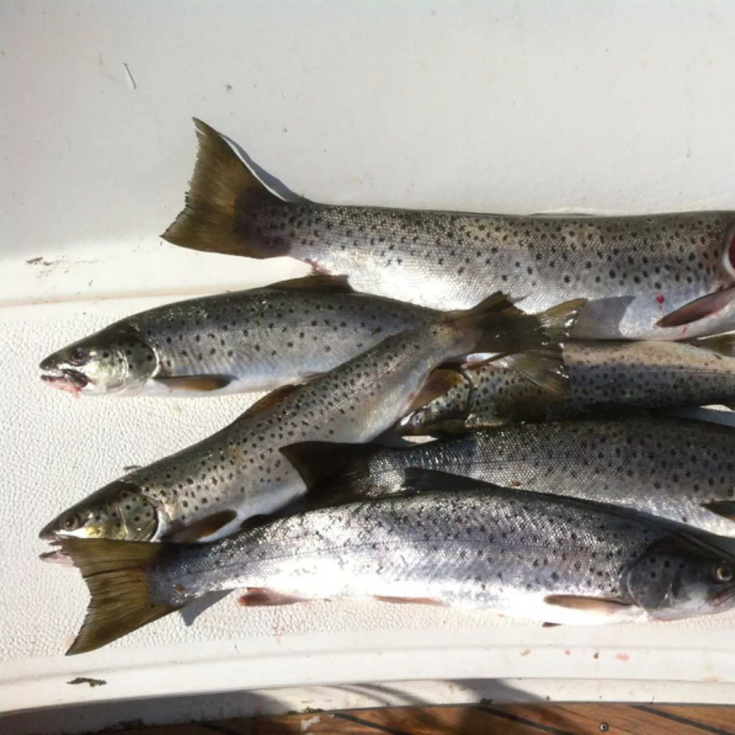 recently logged catches