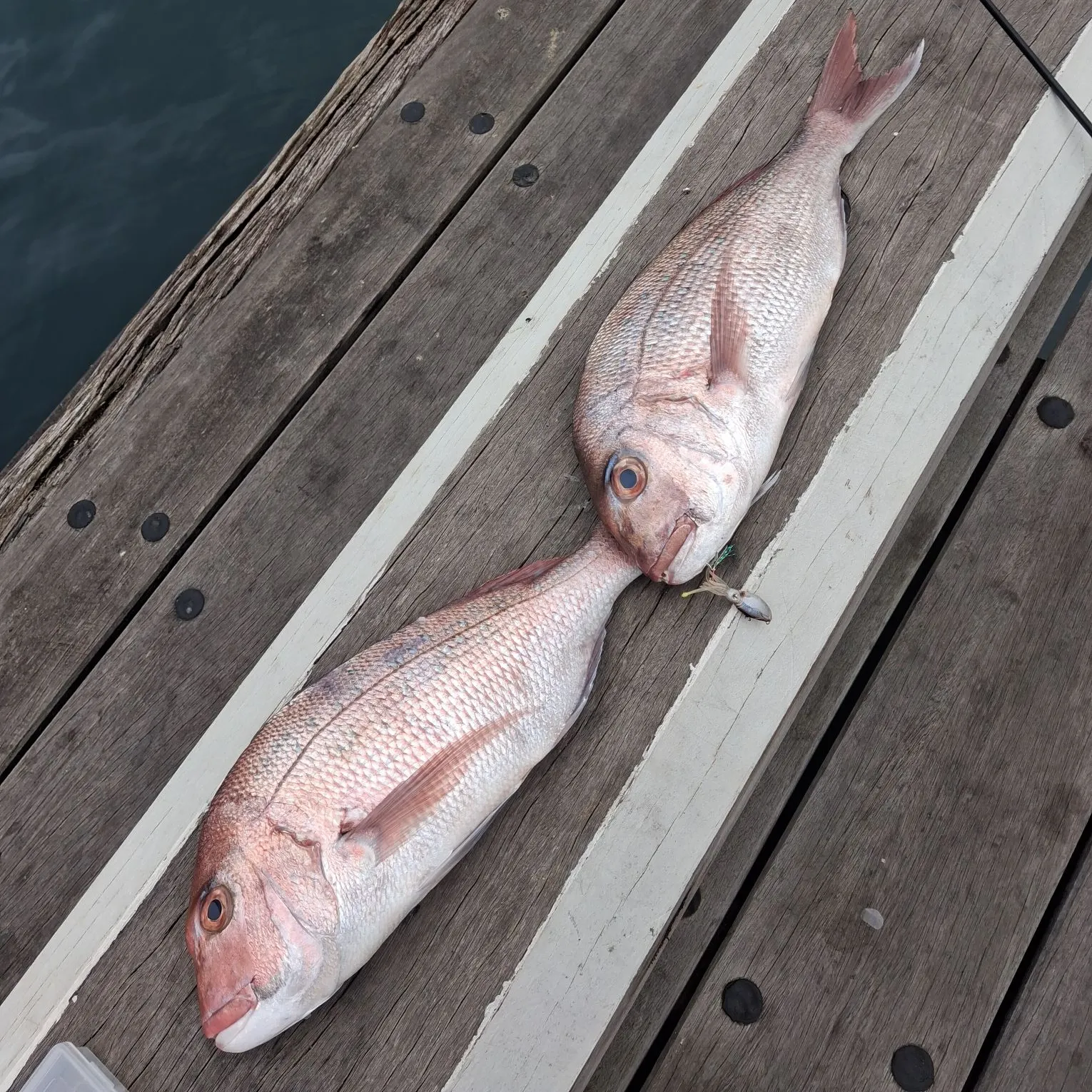 Australasian snapper caught on Fishbrain