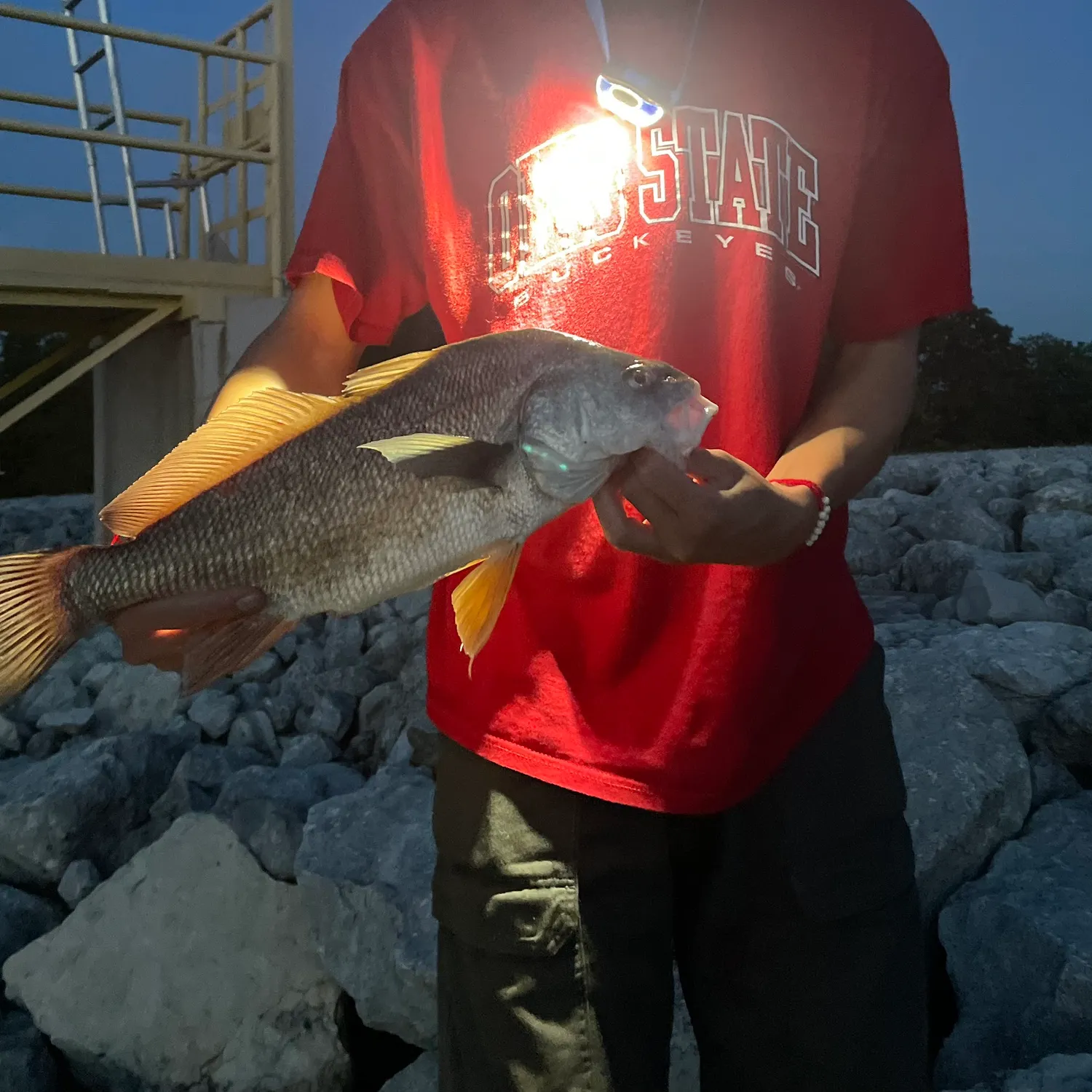 Freshwater drum caught on Fishbrain