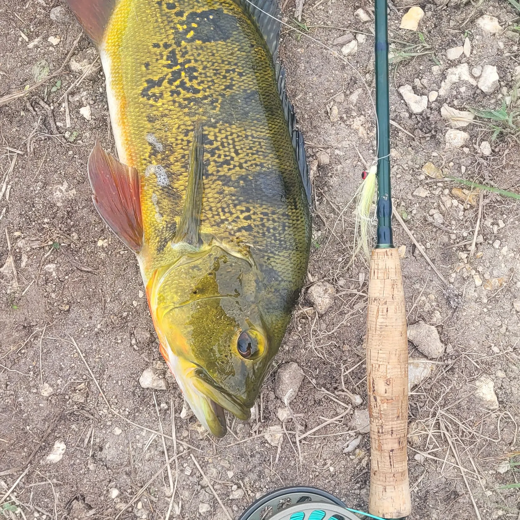 Butterfly peacock bass caught on Fishbrain