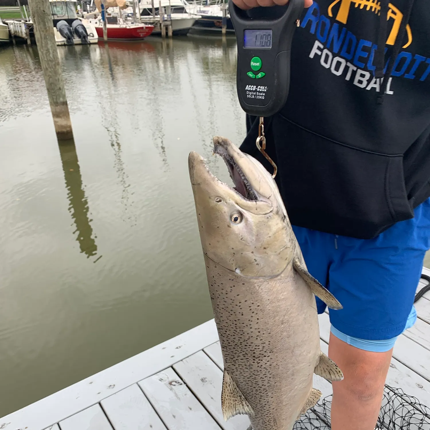 Chinook salmon caught on Fishbrain