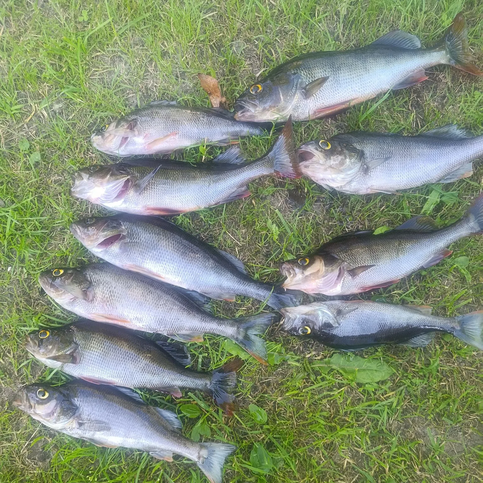 recently logged catches