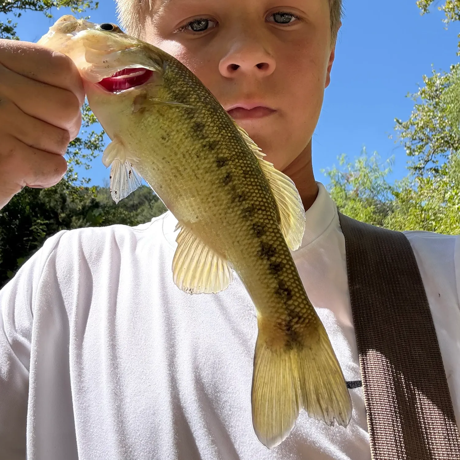 The most recent Guadalupe bass catches on Fishbrain