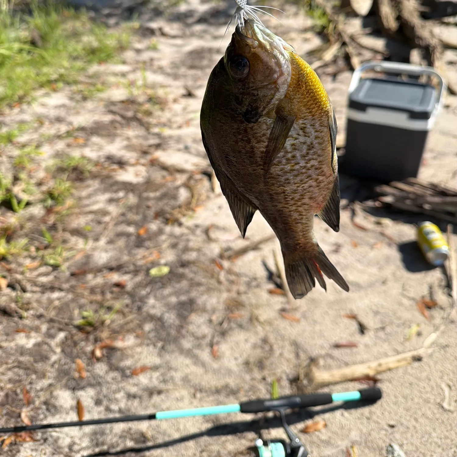 Bluegill caught on Fishbrain