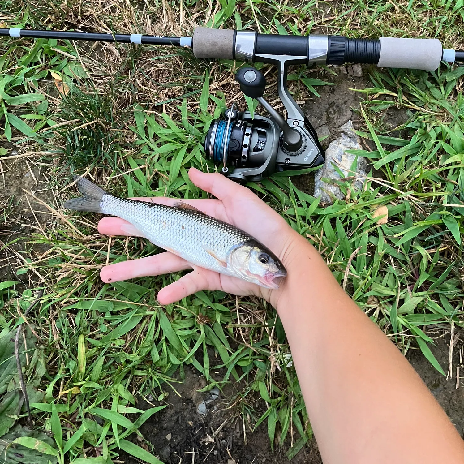 The most recent Fallfish catches on Fishbrain