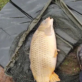 The most recent Ghost carp catches on Fishbrain