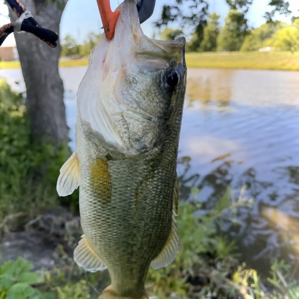 Largemouth bass caught on Fishbrain