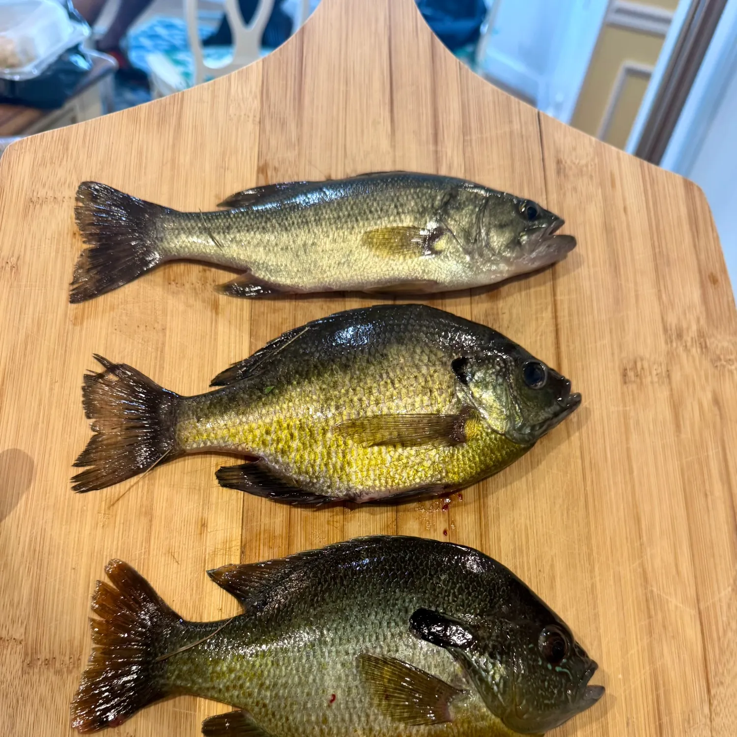 recently logged catches