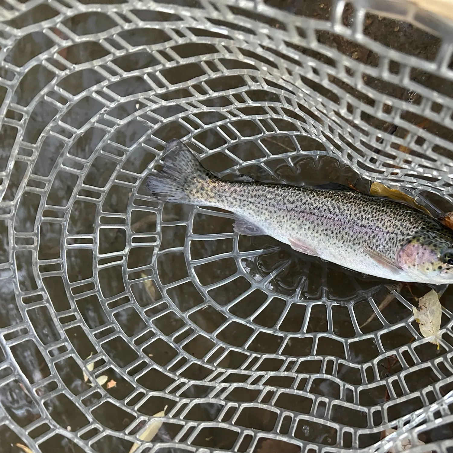 Rainbow trout caught on Fishbrain