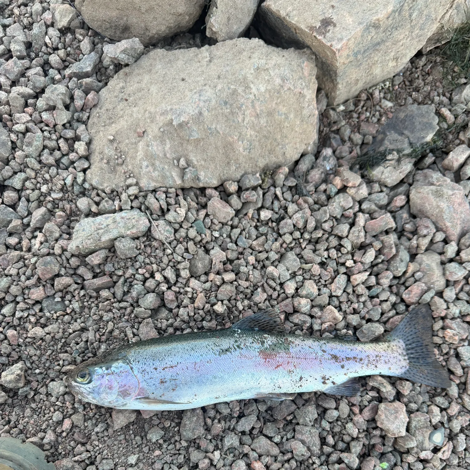 Rainbow trout caught on Fishbrain