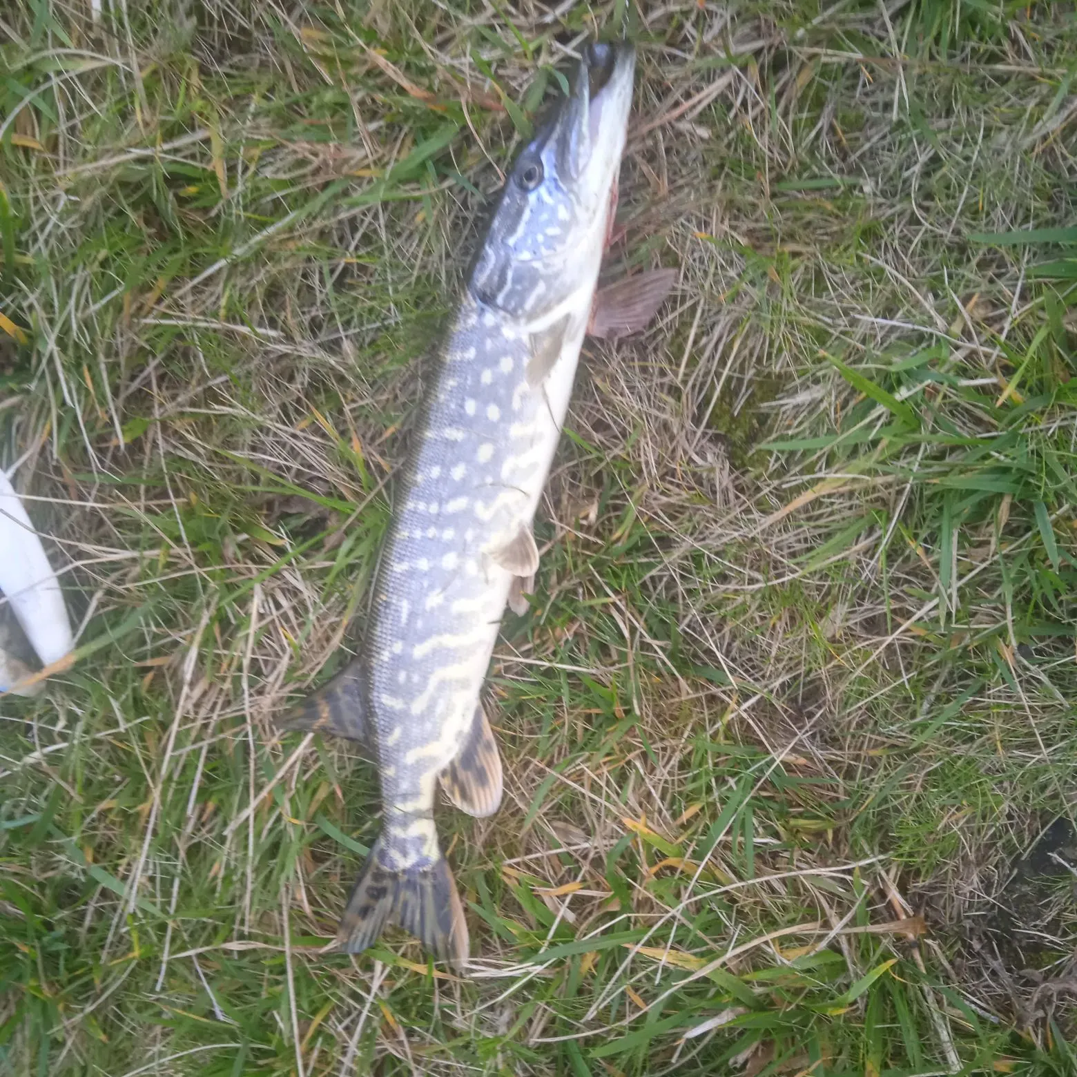 Northern pike caught on Fishbrain