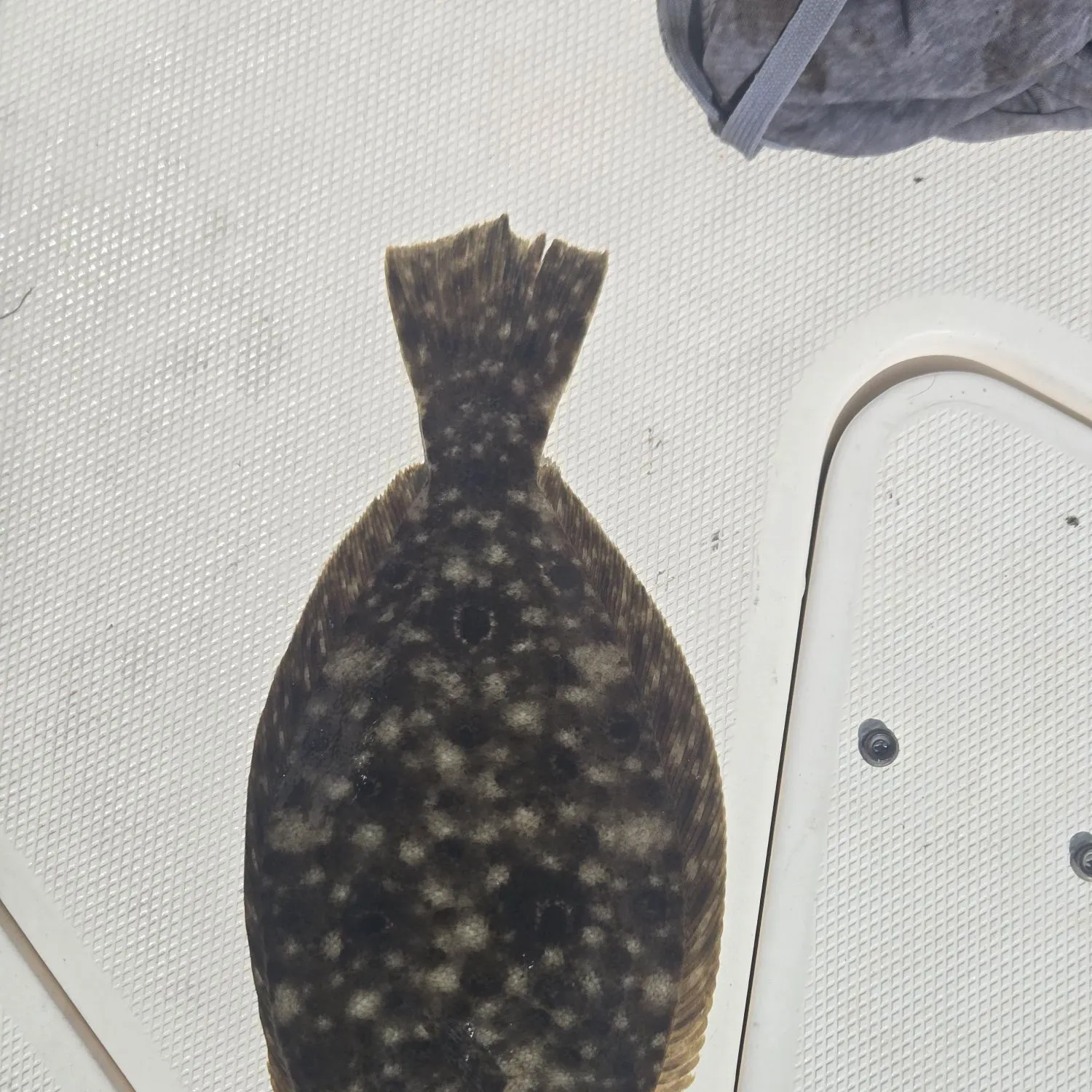 Summer flounder caught on Fishbrain