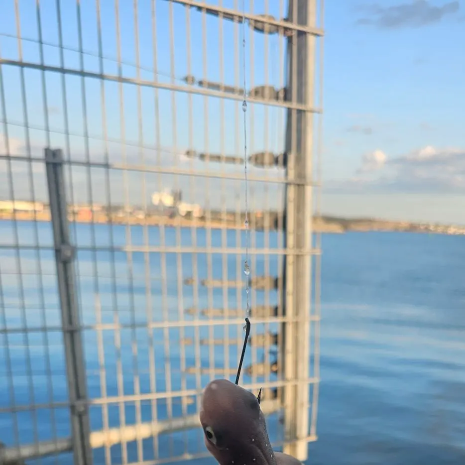 Piked dogfish caught on Fishbrain