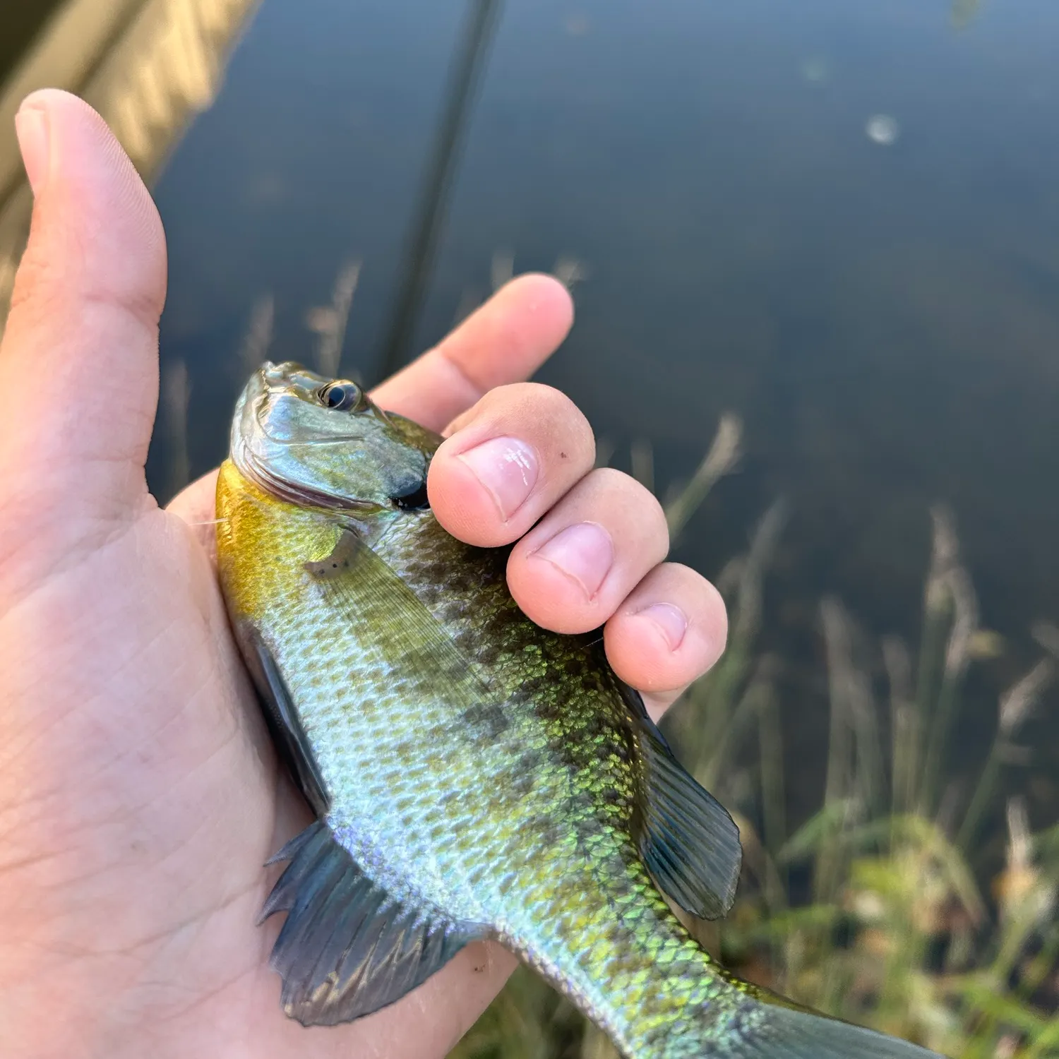 Bluegill caught on Fishbrain