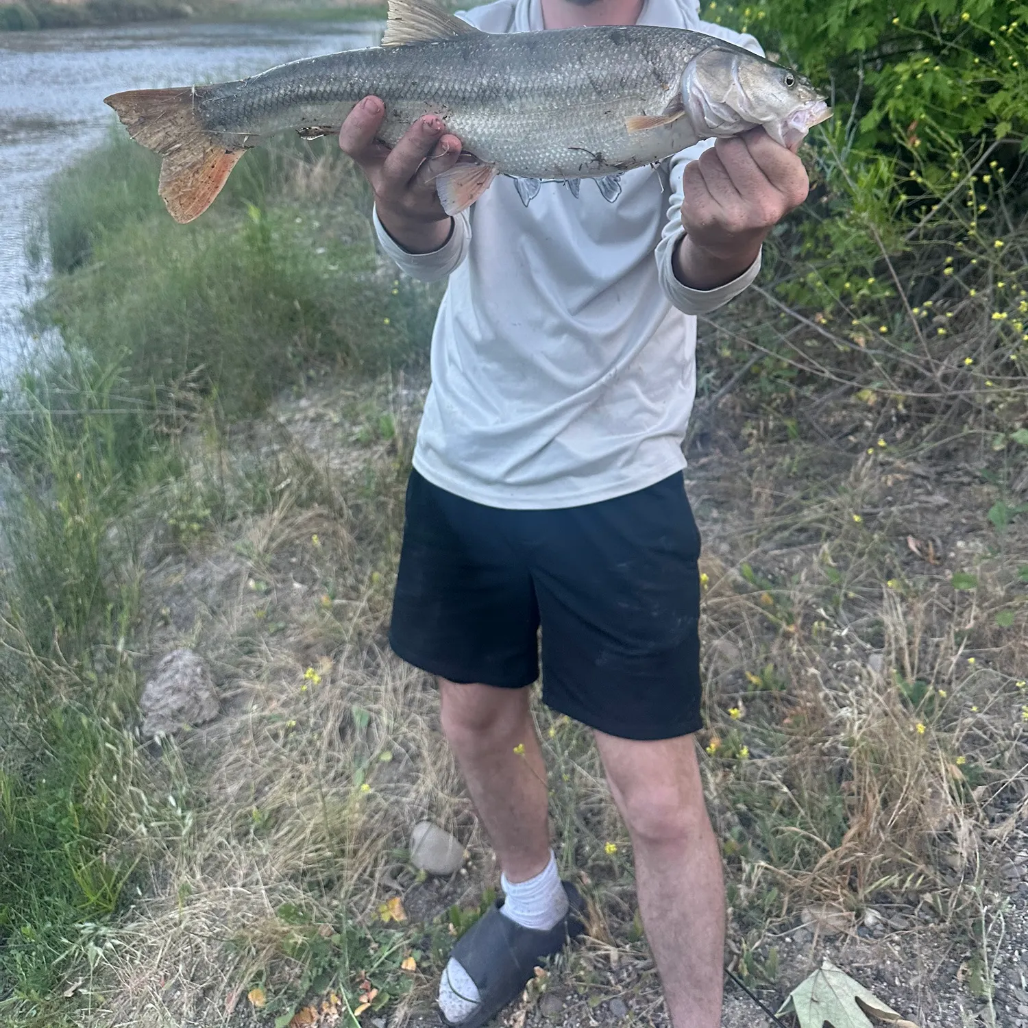 The most recent Sacramento pikeminnow catches on Fishbrain