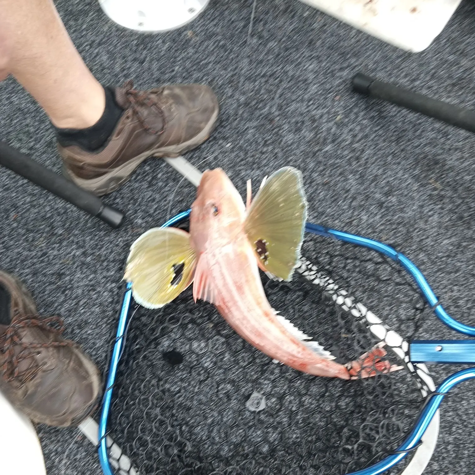 The most recent Red gurnard catches on Fishbrain