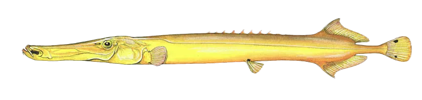 Chinese trumpetfish