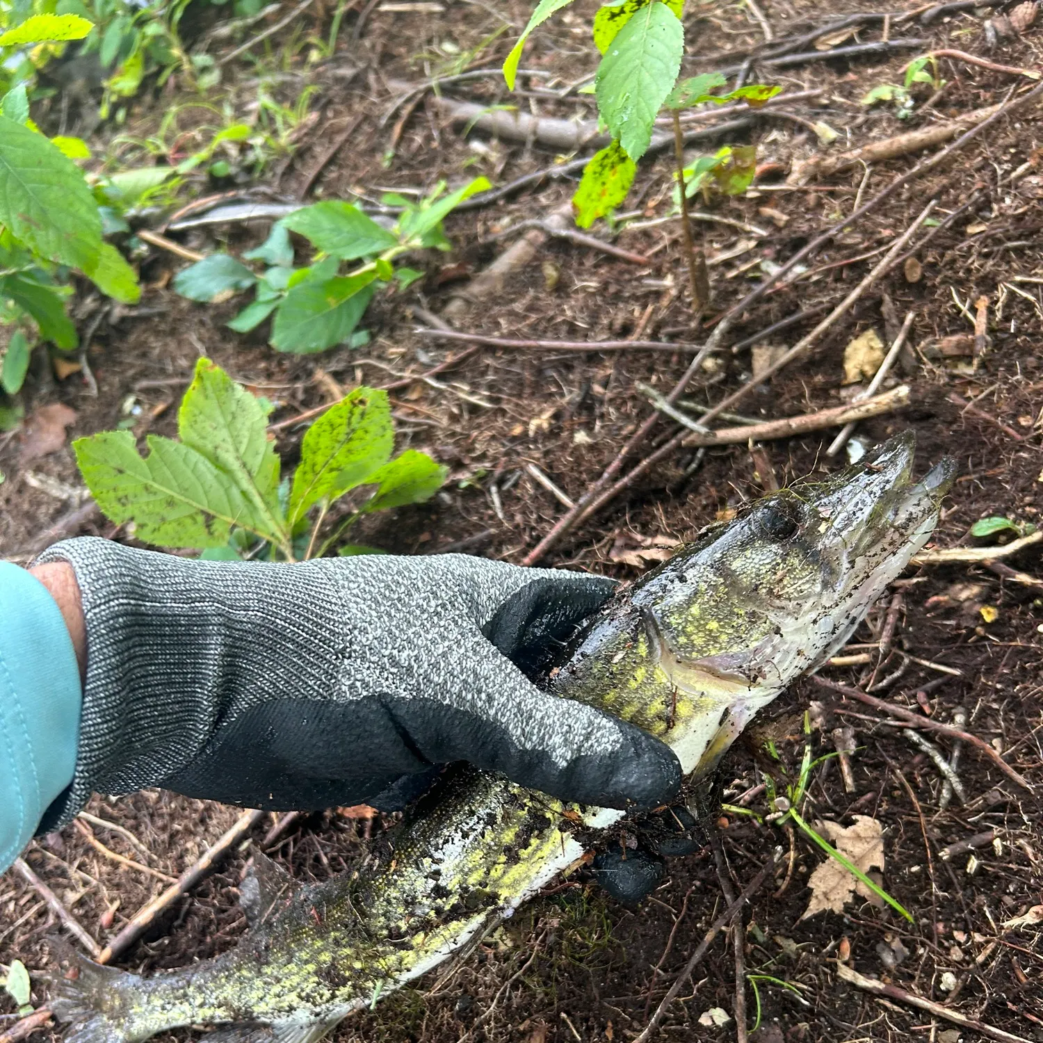 Chain pickerel caught on Fishbrain