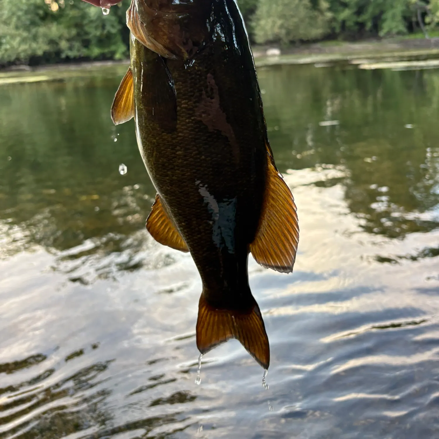 Smallmouth bass caught on Fishbrain