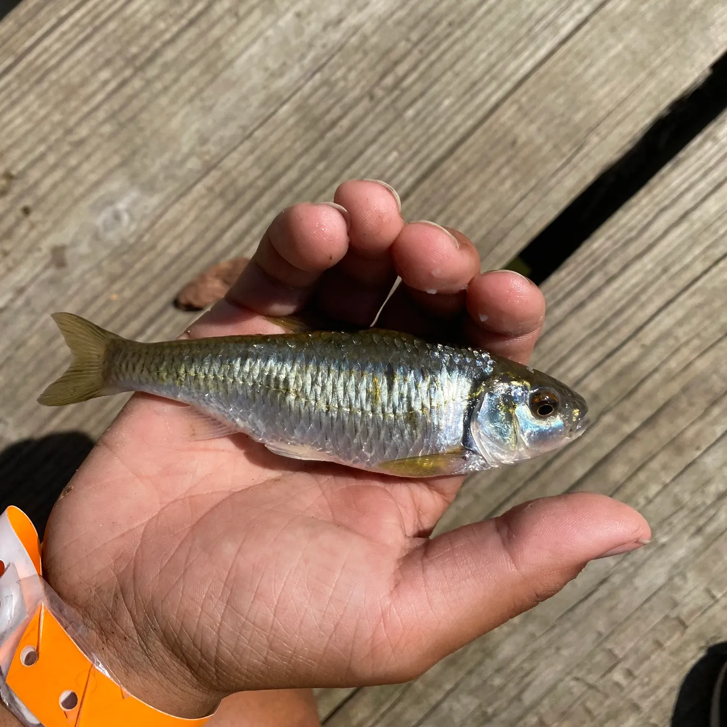 Striped shiner caught on Fishbrain