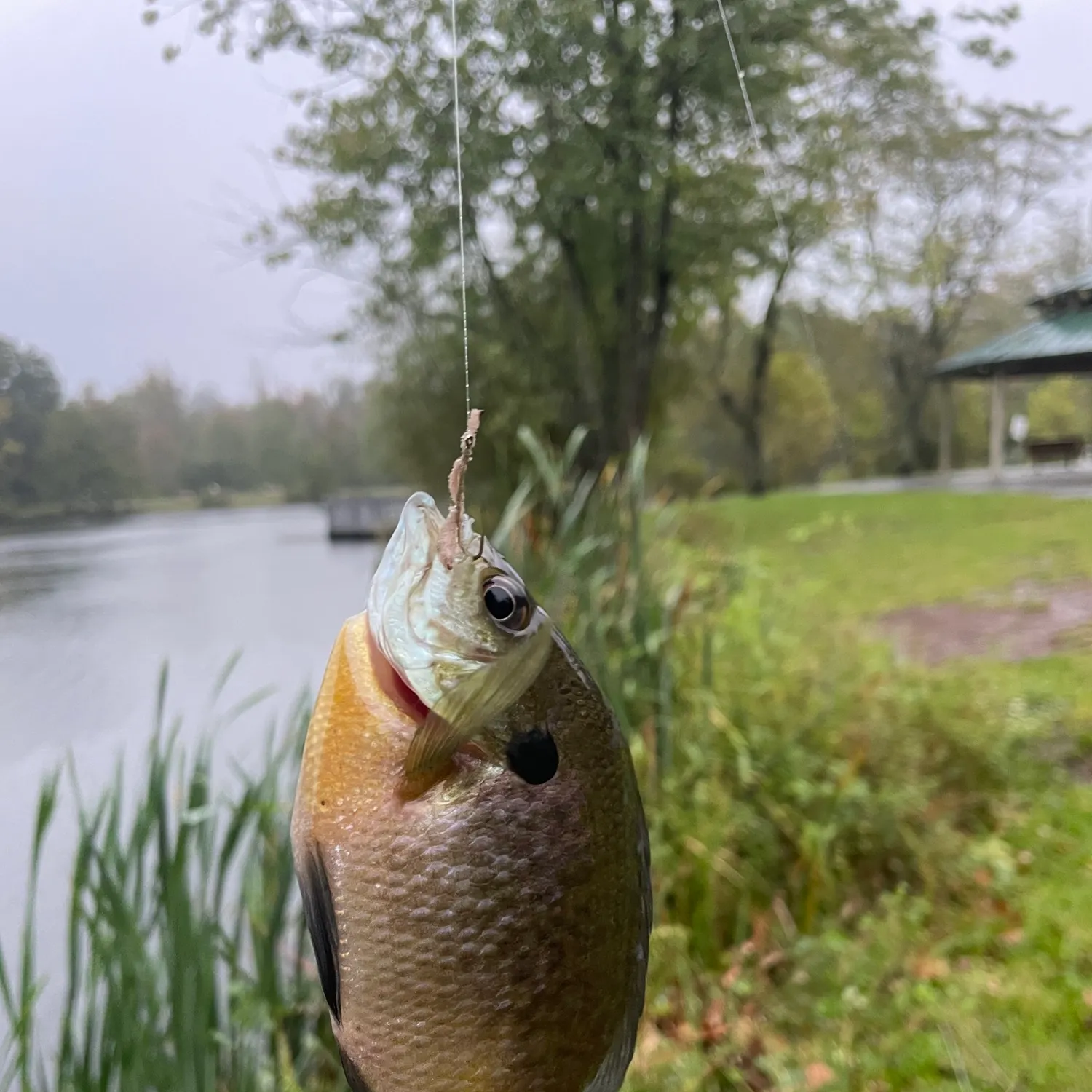 Bluegill caught on Fishbrain