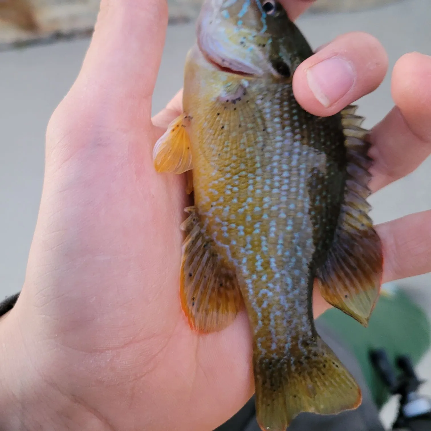 Green sunfish caught on Fishbrain