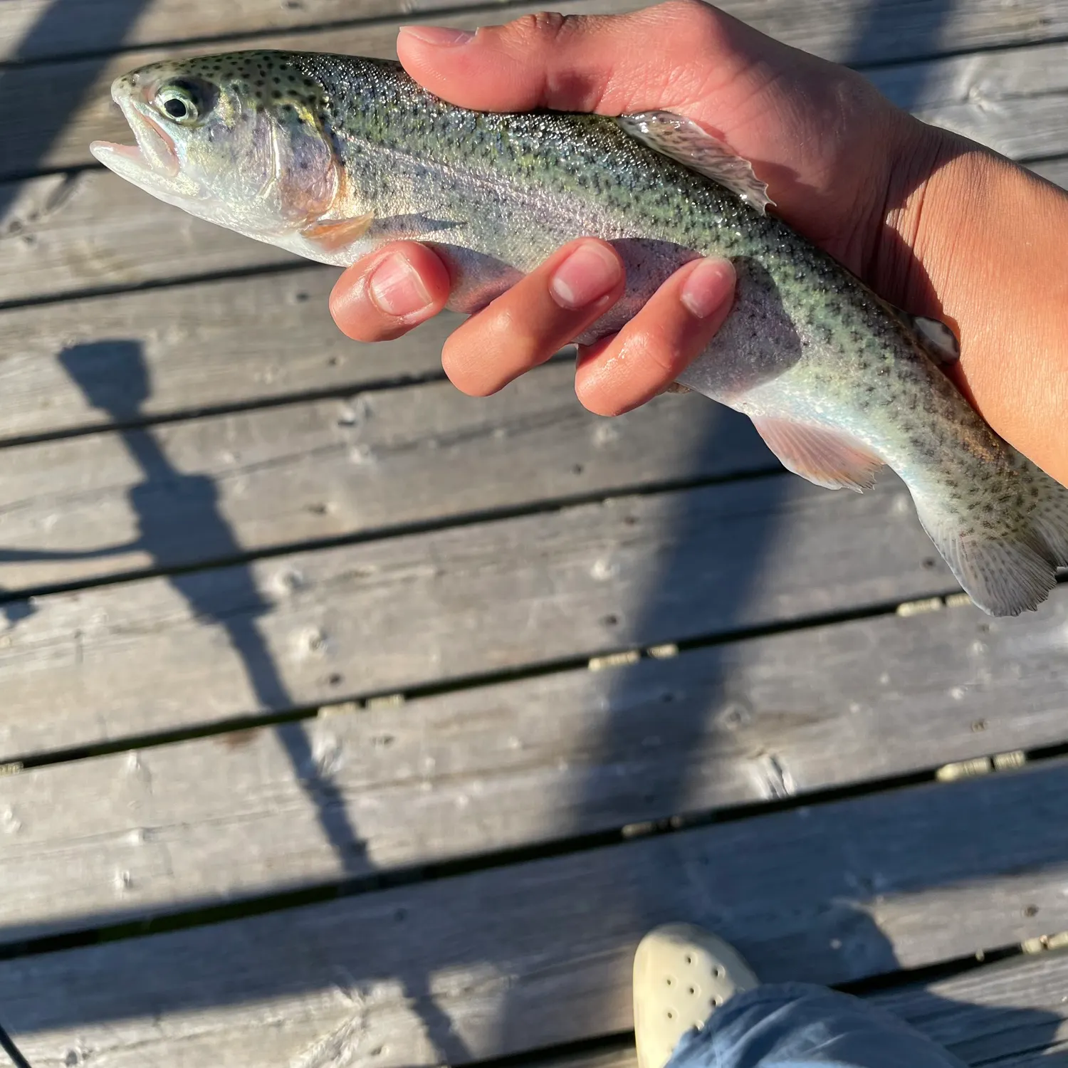 Rainbow trout caught on Fishbrain
